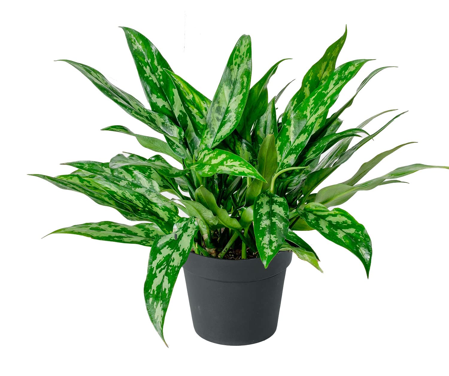 Aglaonema Chinese Evergreen Indoor Plant - Low Light Houseplant for Home, Office & Decor