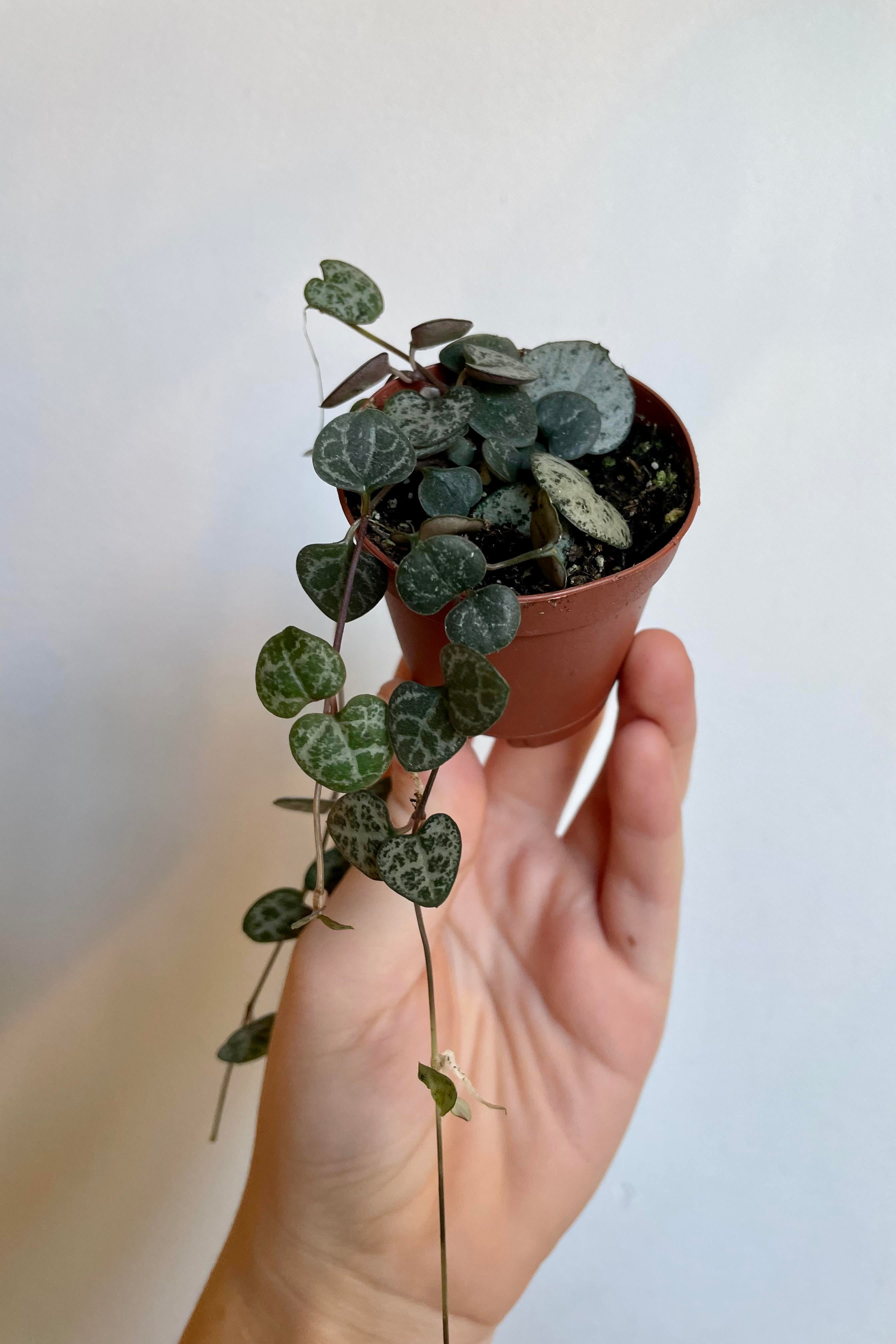 Ceropegia Woodii String of Hearts - Live Hanging Succulent Plant for Home & Office Decor | Perfect for Indoor Gardens, Shelves, and Gift Giving