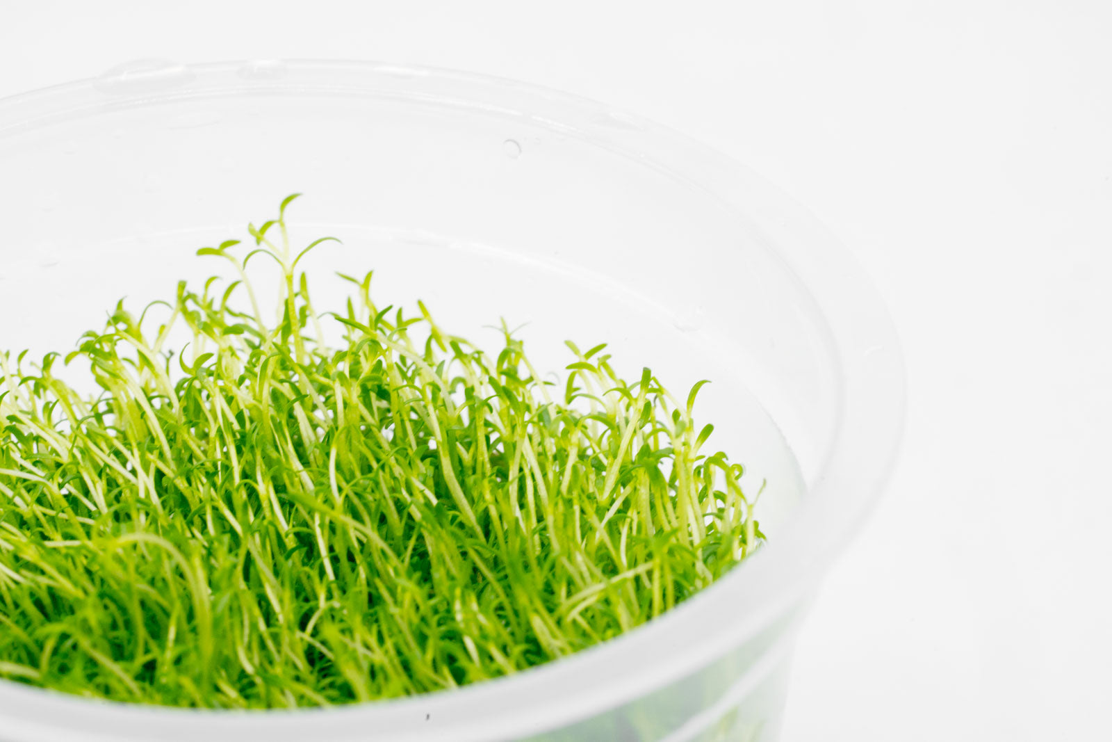 Microcarpaea Minima Merrill - Live Aquatic Plant for Aquariums | Perfect for Nano Tanks, Shrimp Tanks & Aquascaping | Easy Care & Fast Growth