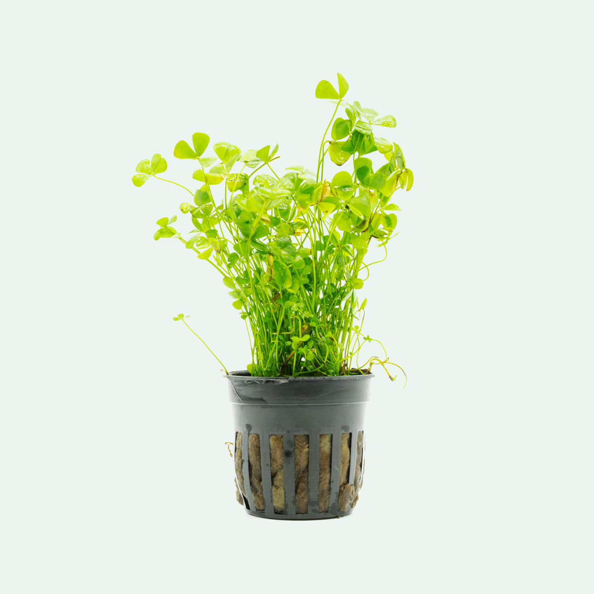 Marsilea Crenata Aquatic Plant - Live Freshwater Carpet Plant for Aquariums & Terrariums | Perfect for Aquascaping, Shrimp Tanks & Nano Tanks