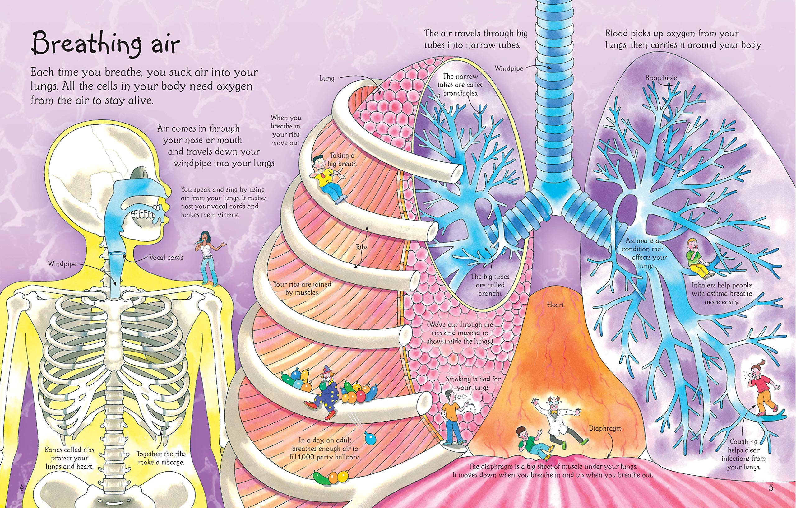 See Inside Your Body - Human Anatomy Book (International Edition) | Perfect for Medical Students, Kids Science Learning & Home Education
