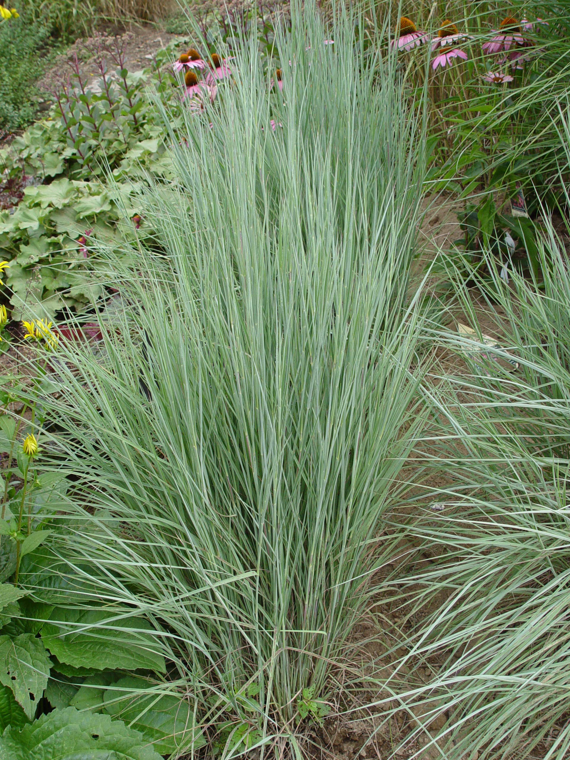 Standing Ovation Little Bluestem Grass (Schizachyrium scoparium) - 2-Size Container with Stunning Blue, Green, Purple & Pink Foliage | Drought-Tolerant Native Ornamental Grass for Landscaping, Erosion Control & Wildlife Gardens