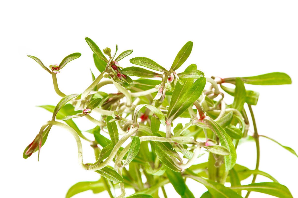 Ammannia Sulawesi - Rare Live Aquarium Plant for Freshwater Tanks | Perfect for Aquascaping & Shrimp Tanks