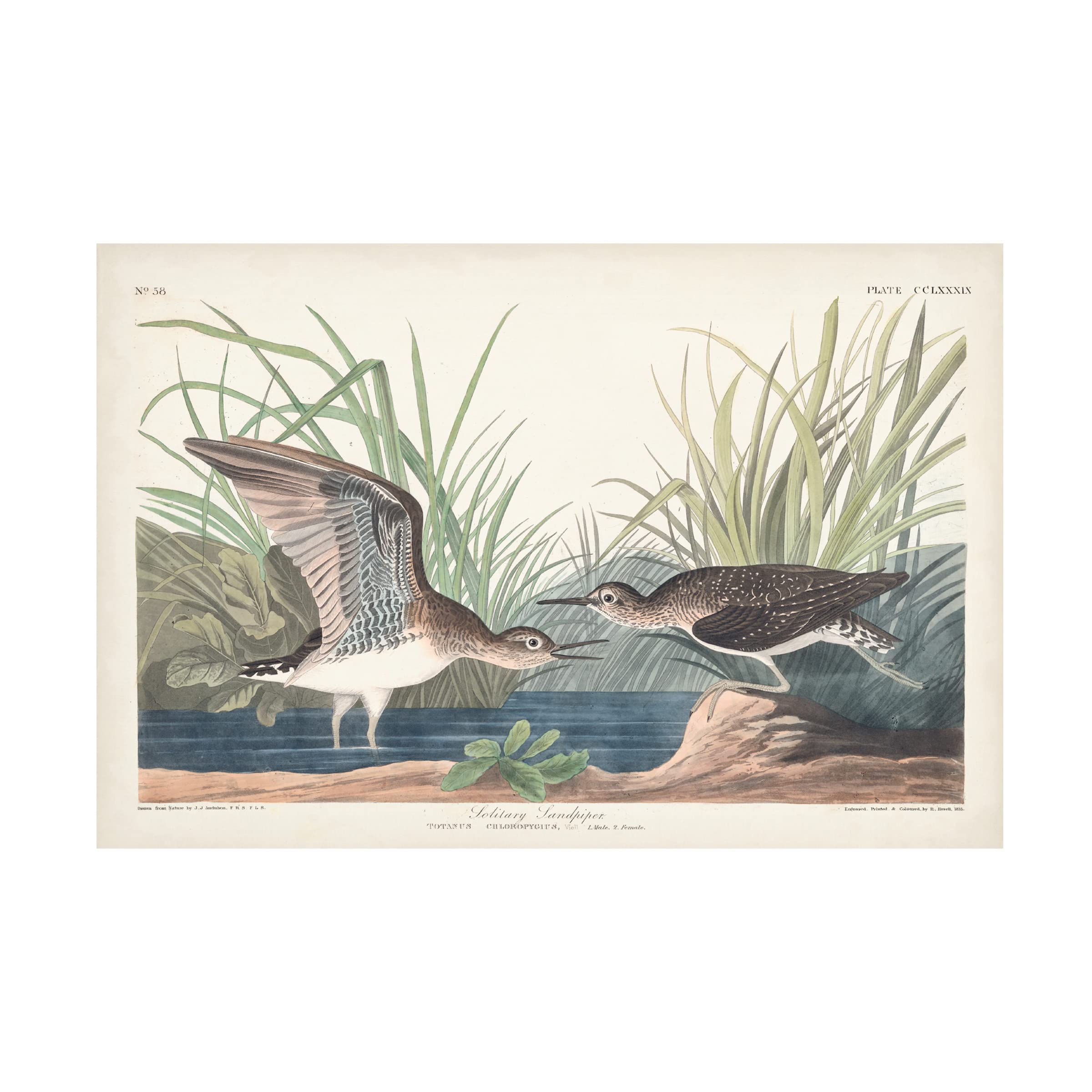 John James Audubon 'Solitary Sandpiper' Canvas Art Print - 22x32 Inches - Wildlife Bird Wall Decor for Living Room, Bedroom & Office - Trademark Fine Art Collection