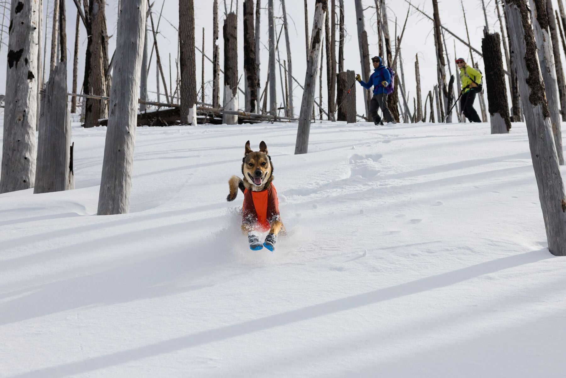 Ruffwear Powder Hound Hybrid Dog Jacket - Waterproof & Insulated Winter Coat for Active Dogs (Persimmon Orange) - Perfect for Hiking, Snow Play & Outdoor Adventures