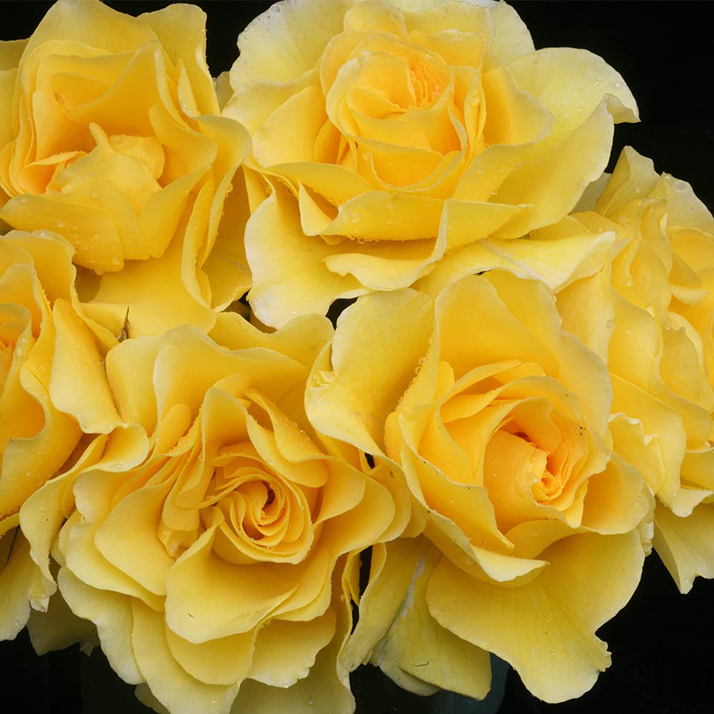 Sparkle & Shine™ Yellow Floribunda Rose Bush - Heirloom Roses Live Plant for Outdoor Garden Planting | Perfect for Landscaping, Borders & Cut Flower Arrangements