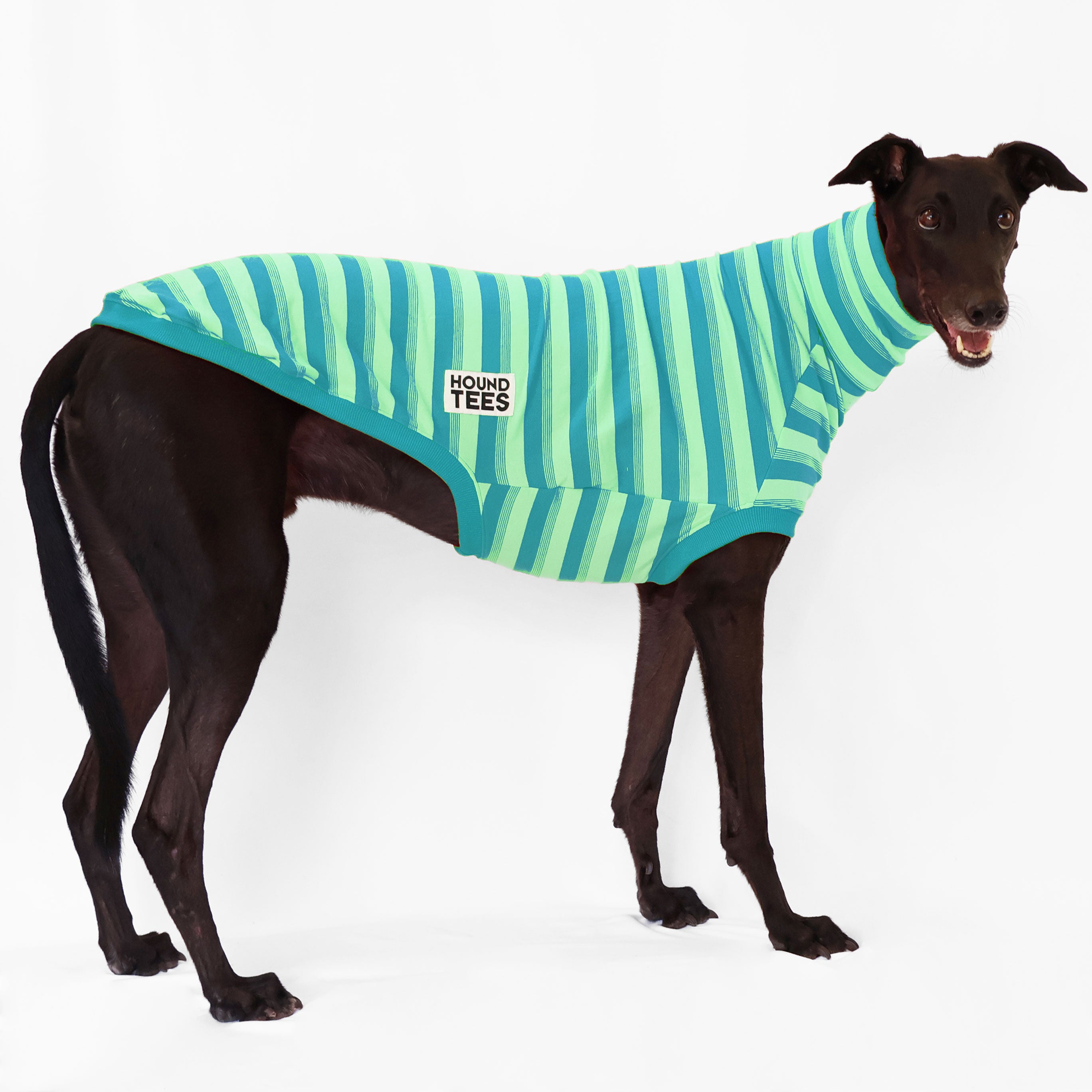 Stylish Greyhound Sleeveless Sweater for Dogs - Soft & Comfortable Knit Dog Clothing - Perfect for Cockatoo Owners & Small Dog Breeds - Great for Outdoor Walks & Photo Shoots