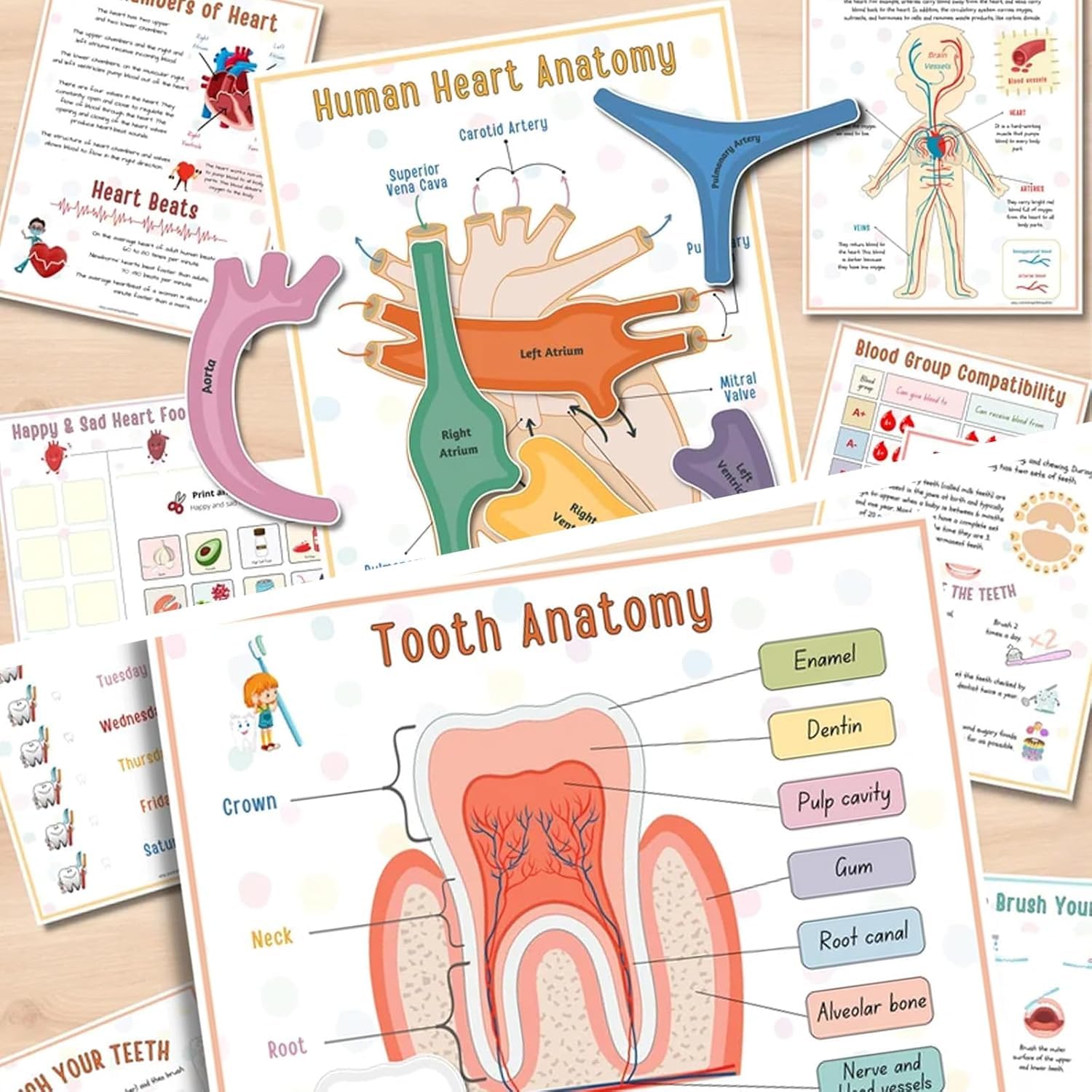 Interactive Human Anatomy Busy Book for Kids - Preschool Learning Toy with Organ Matching Game | Discover Body Secrets | Perfect for Homeschool Science & Montessori Education