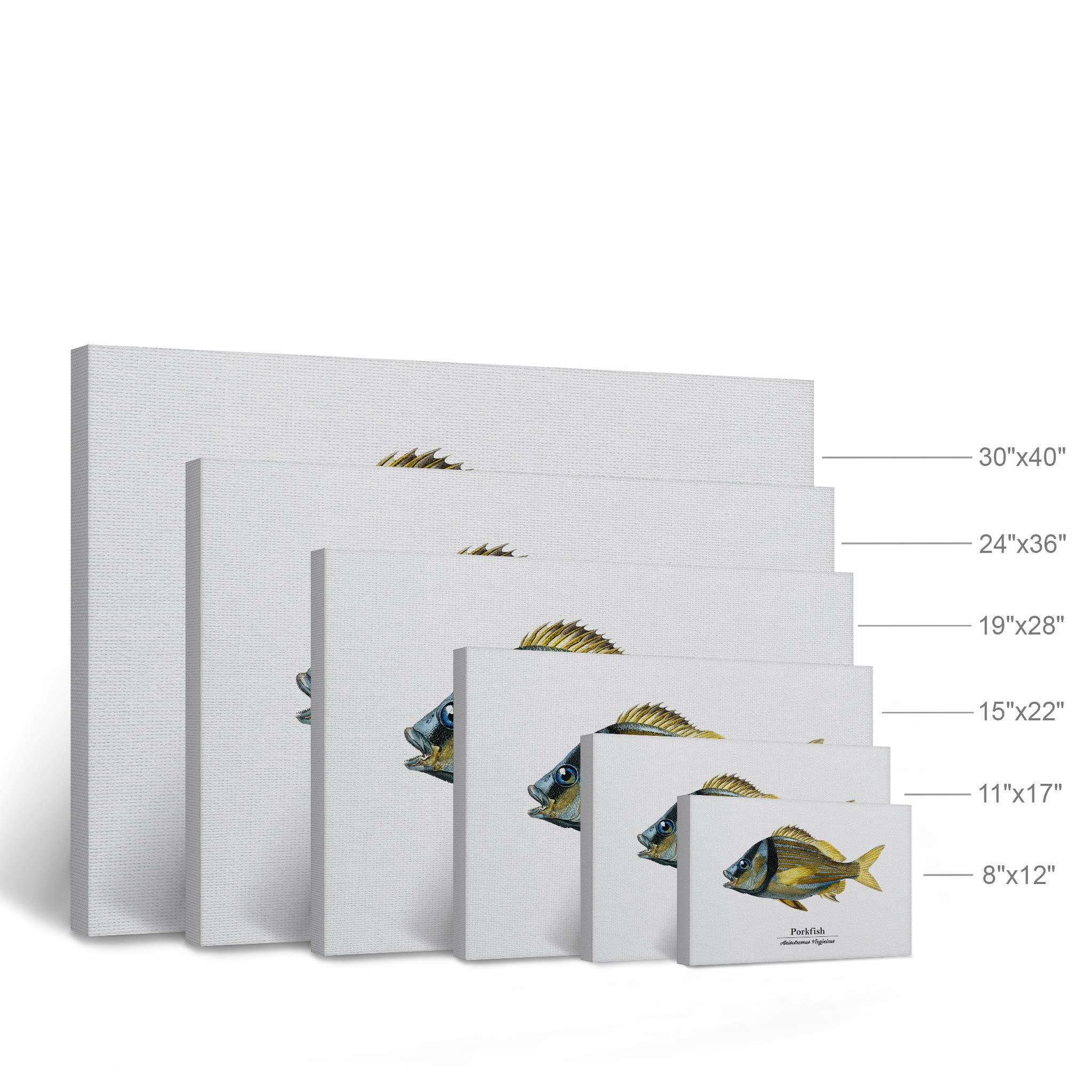 Smile Art Design Porkfish Anisotremus Virginicus Marine Life Canvas Painting - 30x40 Inch Underwater Wall Art for Coastal Bedroom, Kids Room & Nautical Home Decor | Perfect for Beach House, Fishing Enthusiasts & Ocean Theme Interiors