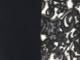 Ivory Black Lace
