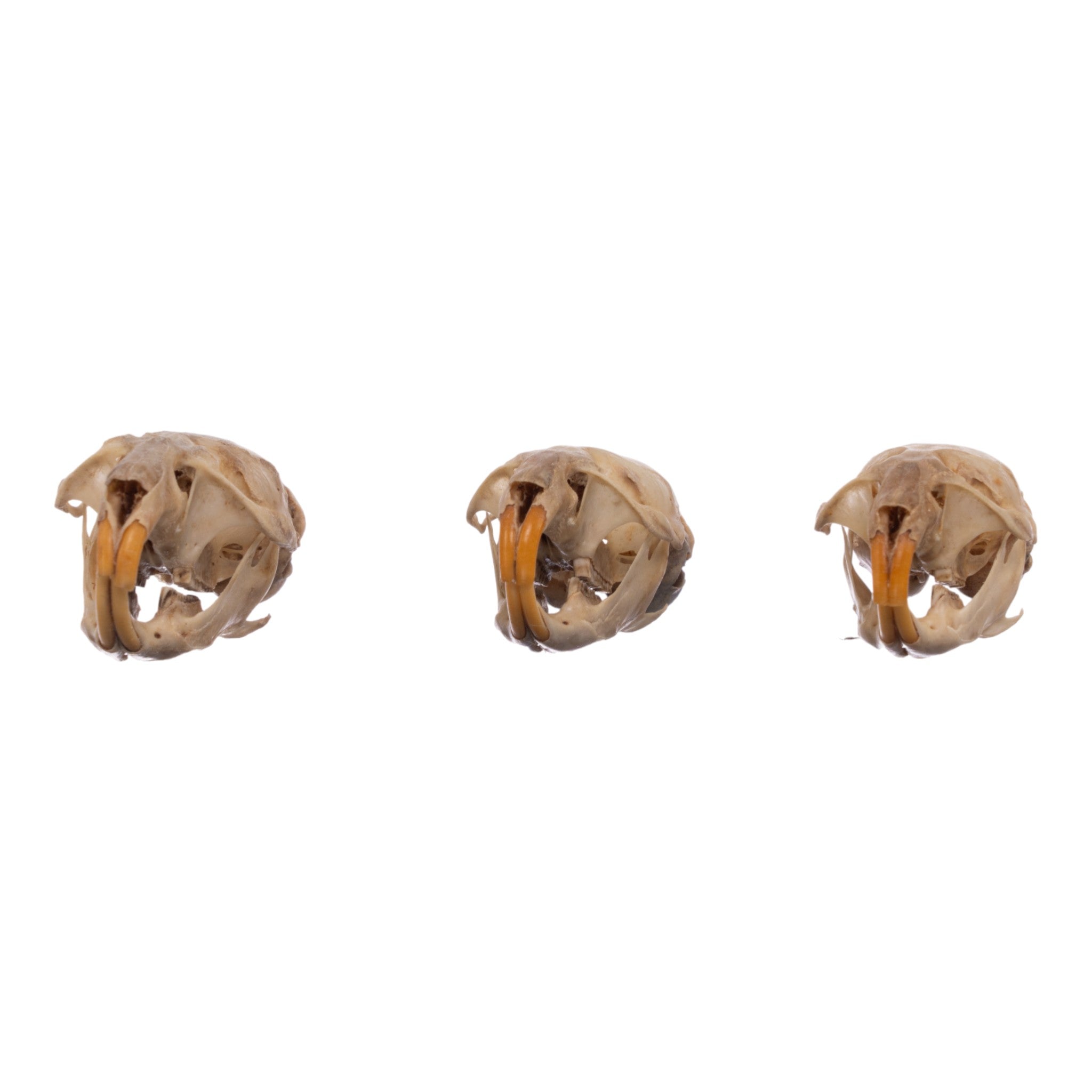Authentic Real Meadow Vole Skull Specimen - Natural Science Collection, Taxidermy Display, Oddity Cabinet Decor - Perfect for Biology Study, Gothic Home Decor & Horror Themed Displays