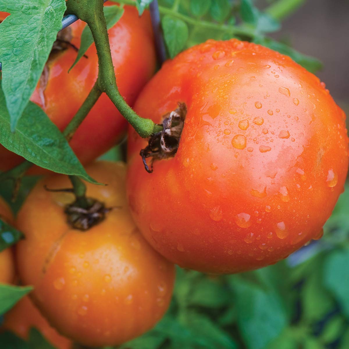 Burpee 'Orange Wellington' Hybrid Tomato Seeds - Non-GMO Orange Beefsteak Slicing Variety (65 Seeds) | Perfect for Home Gardens, Fresh Salads & Canning