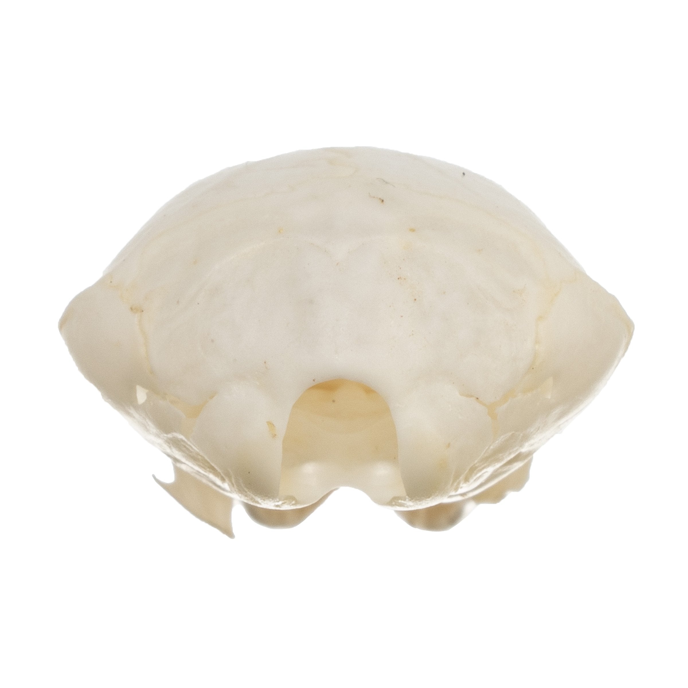 Authentic Townsend's Mole Skull - High-Quality Animal Specimen for Science Education, Taxidermy & Collectors | Perfect for Biology Classrooms, Museum Displays & Oddity Collections