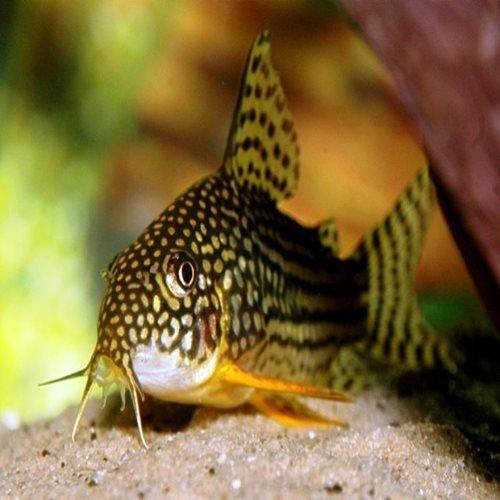 Sterbai Corydoras Catfish - Tropical Freshwater Aquarium Fish for Planted Tanks & Community Aquariums | Perfect for Beginners & Fish Enthusiasts