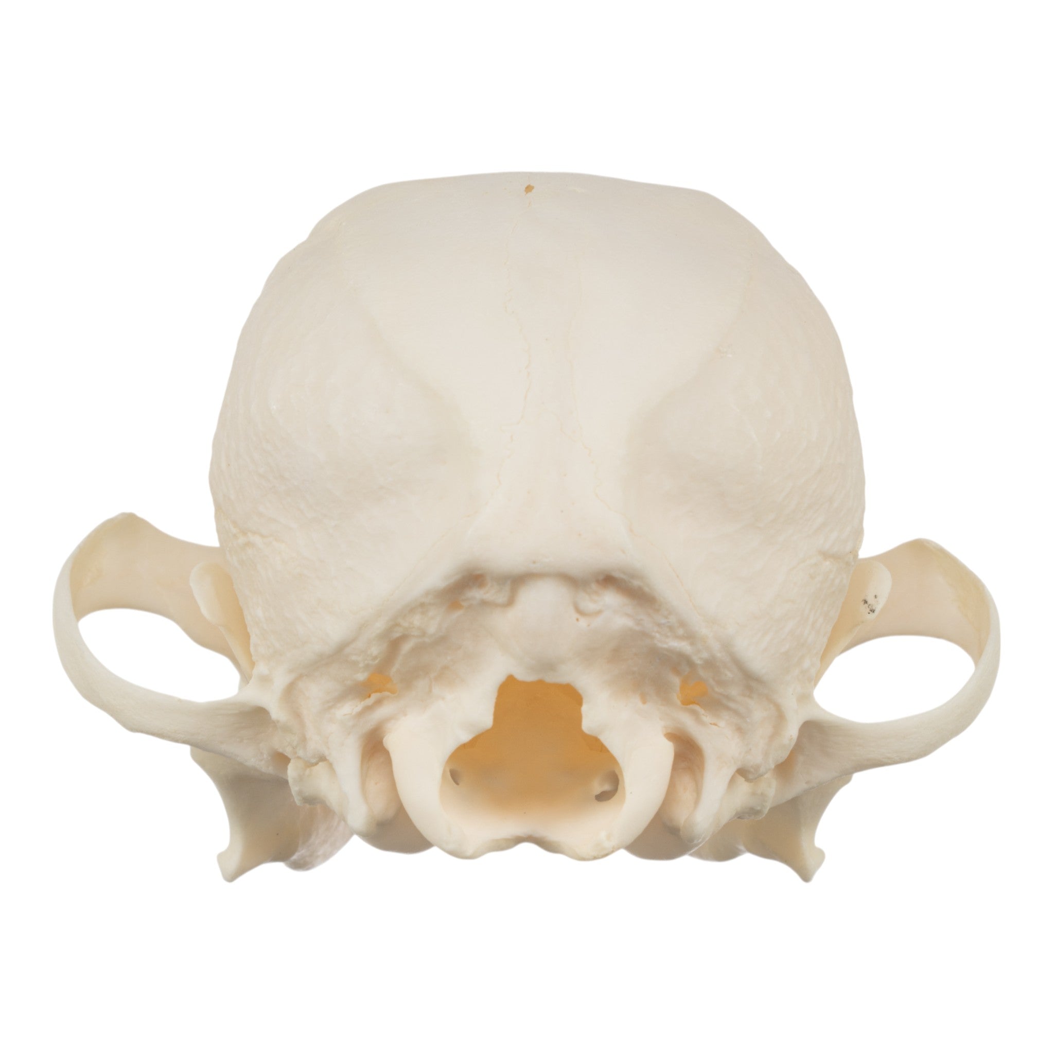 Authentic Japanese Chin Dog Skull Replica - Realistic Canine Anatomy Model for Veterinary Study, Taxidermy & Halloween Decor