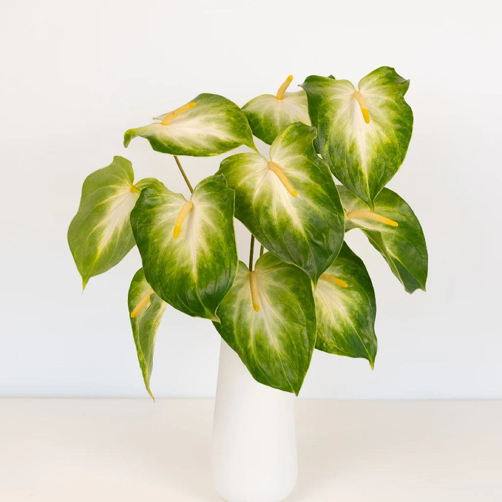 Anthurium Key Lime Tropical Flower - Exotic Live Plant for Home & Office Decor - Perfect for Indoor Gardens, Gifts, and Tropical Themes