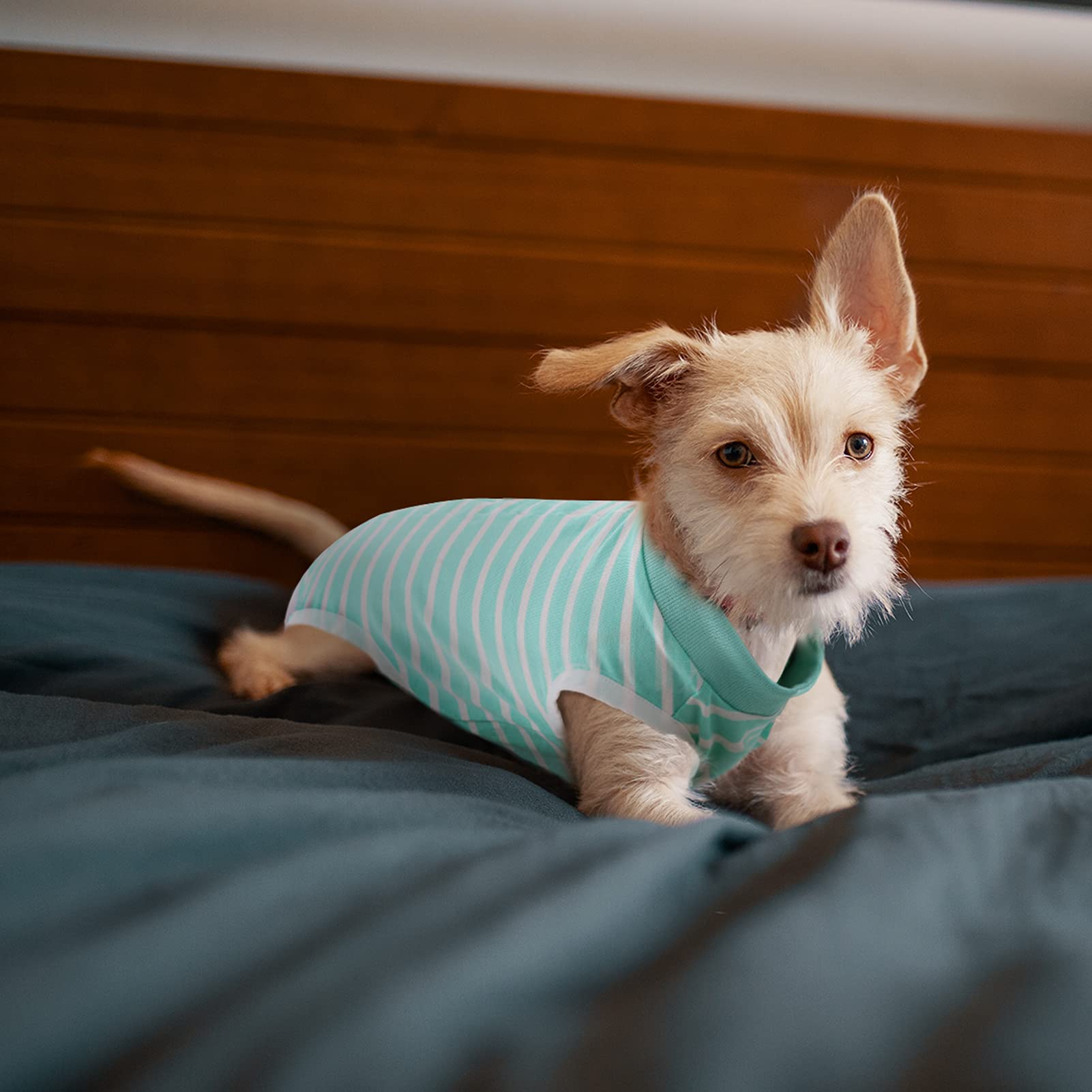 SAWMONG Dog Recovery Suit - Post-Surgery Protective Onesie for Small & Large Dogs, Soft & Breathable Pet Surgery Recovery Shirt (Green, Large) - Perfect for Spay/Neuter, Wound Care & Skin Protection