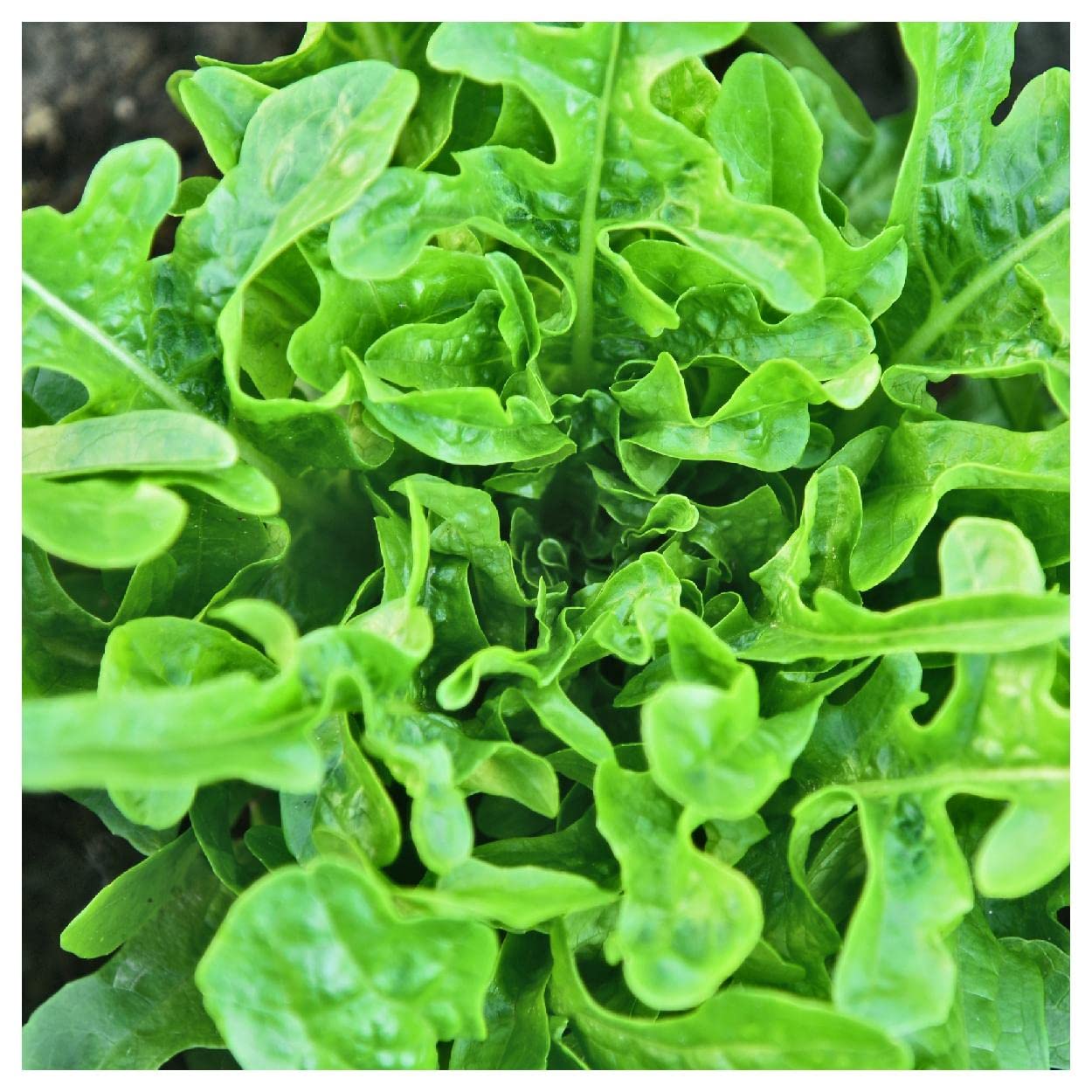 Organic Royal Oakleaf Lettuce Seeds - 1 Lb Non-GMO Heirloom Seeds for Home Gardening - Gold Vault Packet - Perfect for Salads, Container Gardening & Urban Farming