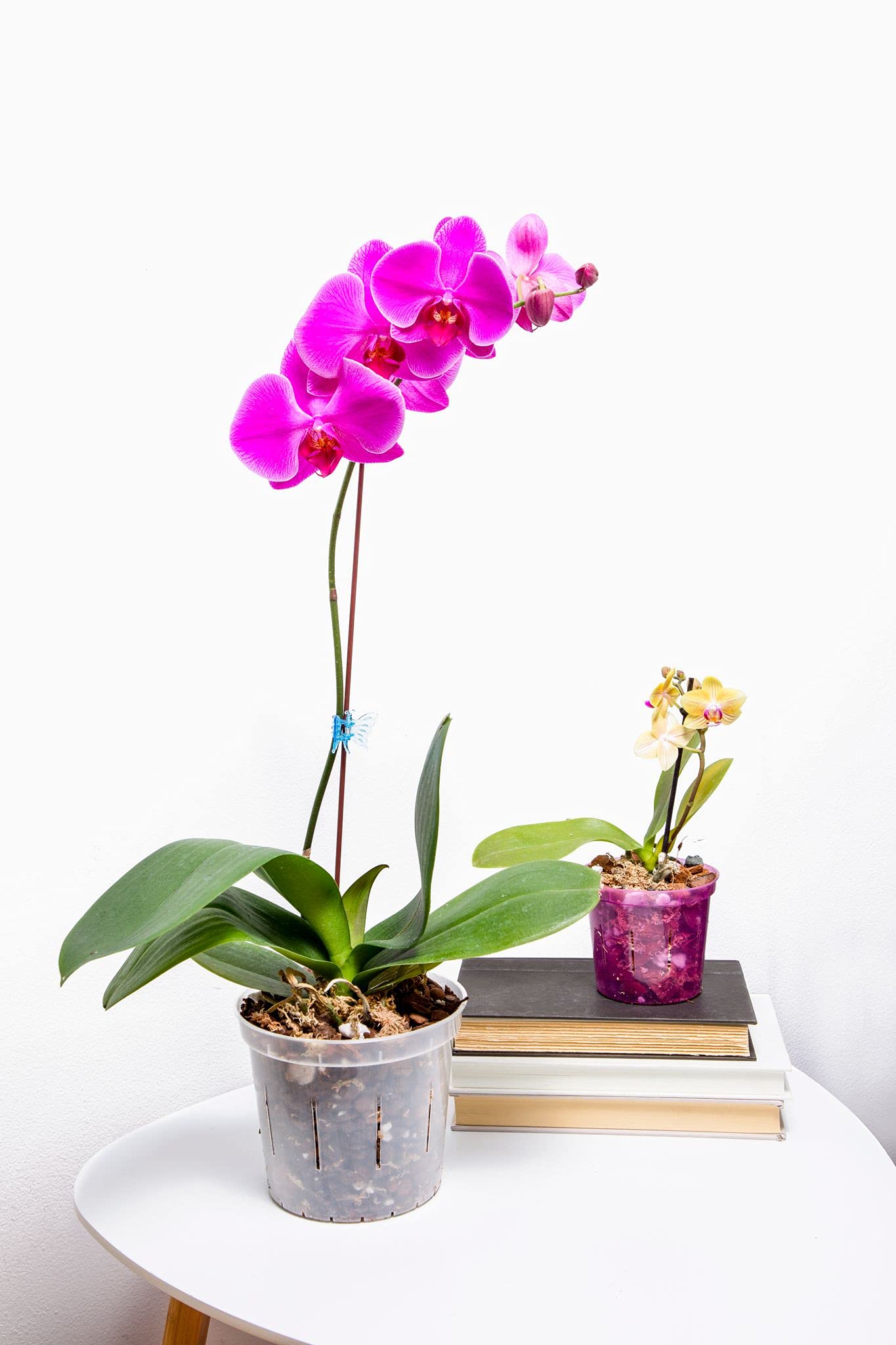 rePotme Orchid Pot - 8 Inch Slotted Plastic Planters with Drainage Holes for Phalaenopsis & Dendrobium Orchids - 3 Pack (Rose Quartz) - Perfect for Indoor Home Decor, Office Plants & Greenhouse Growing