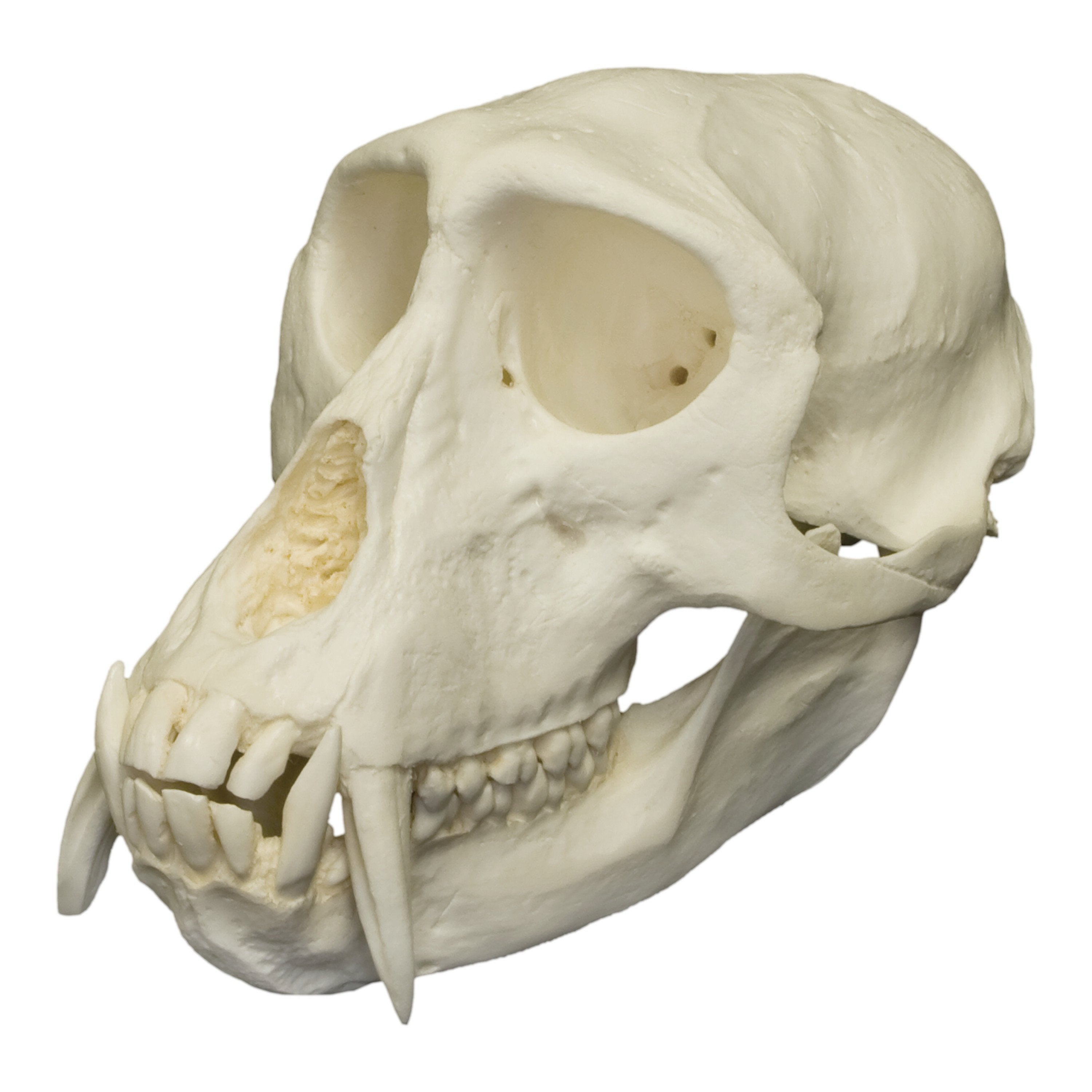 Authentic Replica Patas Monkey Skull - Handcrafted Collectible for Home Decor, Halloween Props & Anthropology Studies