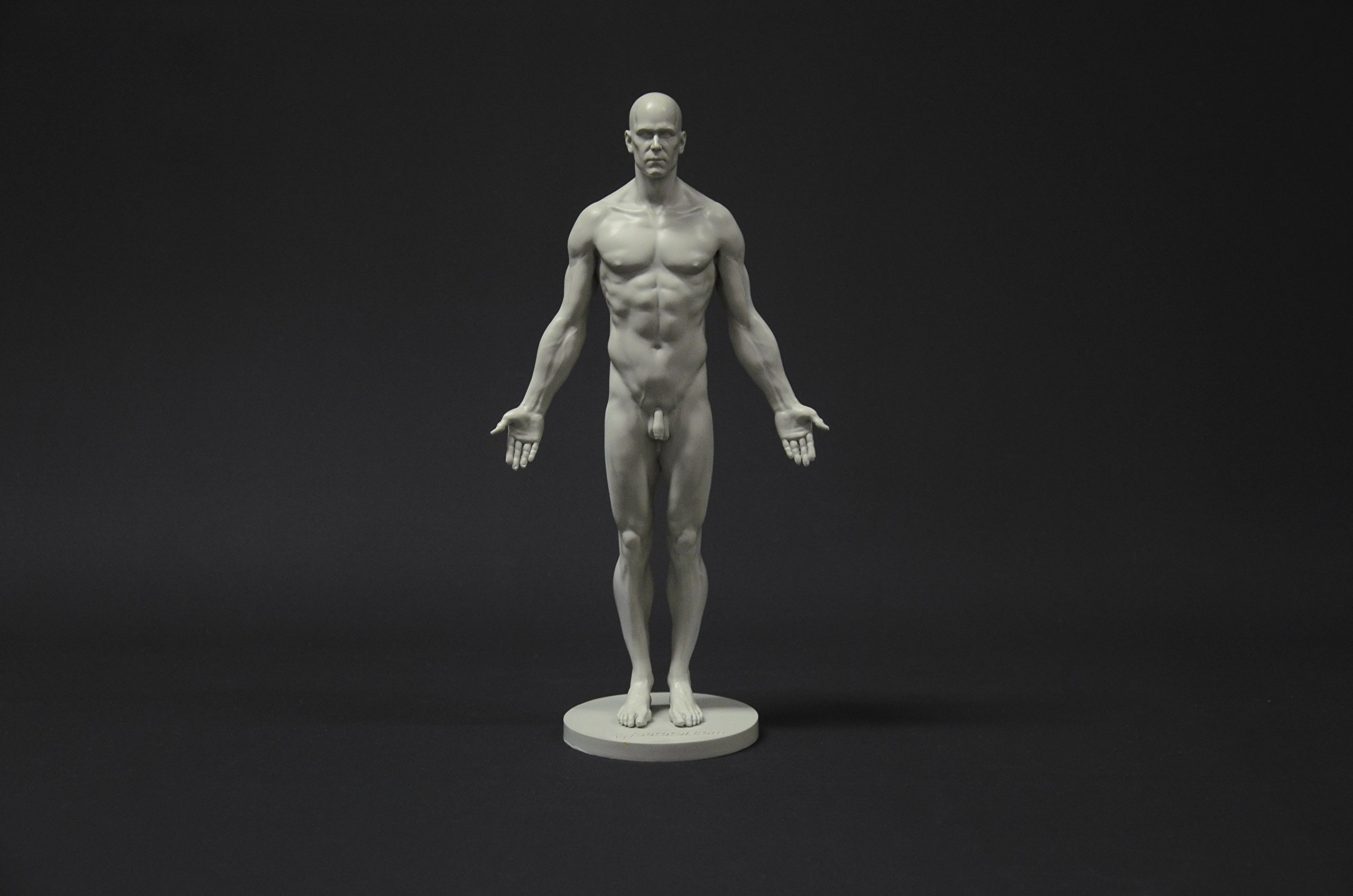 Male Anatomy Figure Collection: Planar, Ecorche & Skin Models - Professional Artist Reference for Human Anatomy Drawing | Perfect for Medical Students, Art Classes & 3D Sculpting