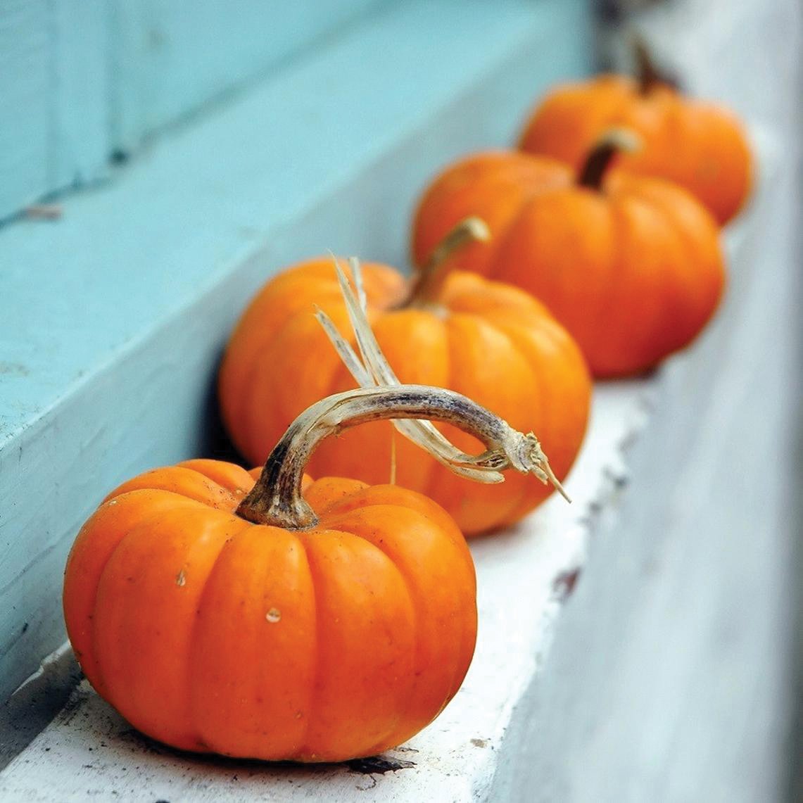 Jack Be Little Pumpkin Seeds - Organic, Non-GMO, Heirloom Variety for Fall Decor & Baking | Perfect for Halloween, Thanksgiving & Home Gardening