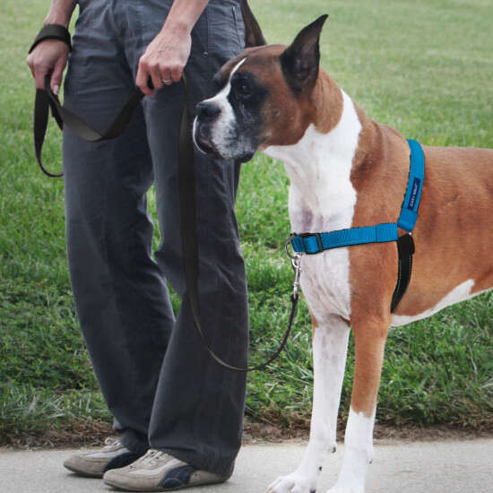 Premium No-Pull Easy Walk Dog Harness - Adjustable Reflective Pet Vest for Small Medium Large Dogs - Perfect for Walking, Training & Outdoor Adventures