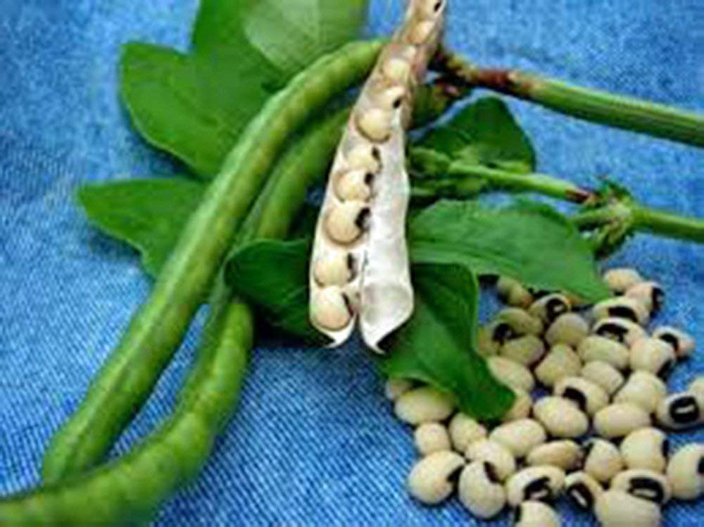 Organic Heirloom California Black Eye Peas Seeds - Non-GMO, 50 Seeds Pack - Perfect for Home Gardening, Cooking & Healthy Recipes - COUNTRY CREEK ACRES