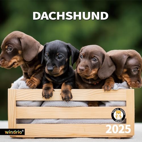 Dachshund