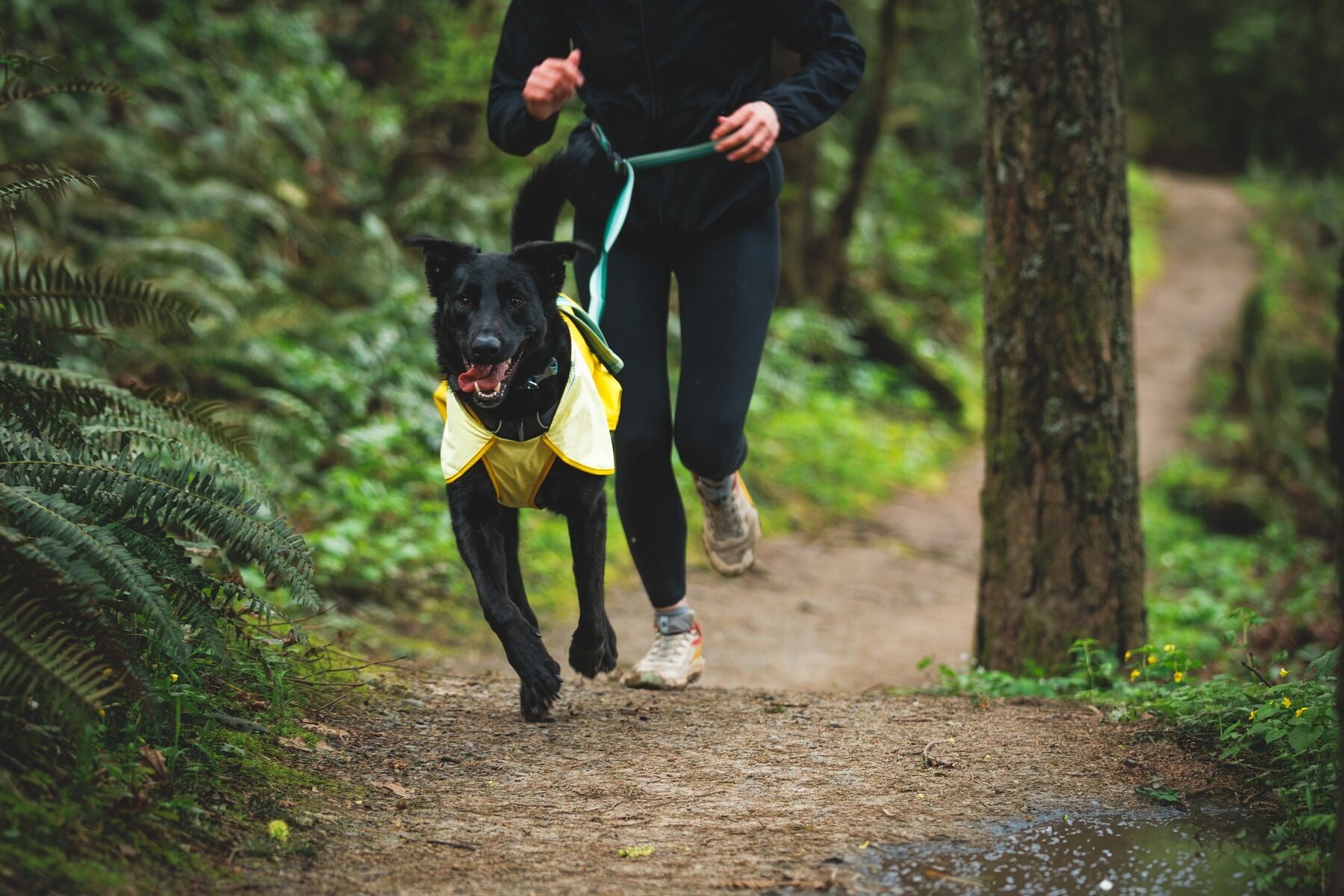 Waterproof & Windproof Ruffwear® Sun Shower™ Dog Raincoat - Mineral Yellow | Outdoor Adventure Gear for Hiking, Camping & Wet Weather Protection