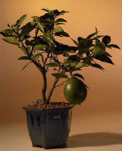 Meyer Lemon Bonsai Tree - Dwarf Flowering Indoor Fruit Plant for Home & Office Decor | Perfect for Zen Gardens, Tabletop Displays & Gift Giving