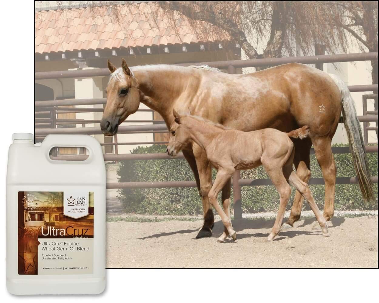 UltraCruz Wheat Germ Oil Blend Supplement for Horses & Livestock - 4 Pack (1 Gallon Each) | Supports Skin, Coat & Joint Health | Ideal for Equine Care & Farm Animal Nutrition