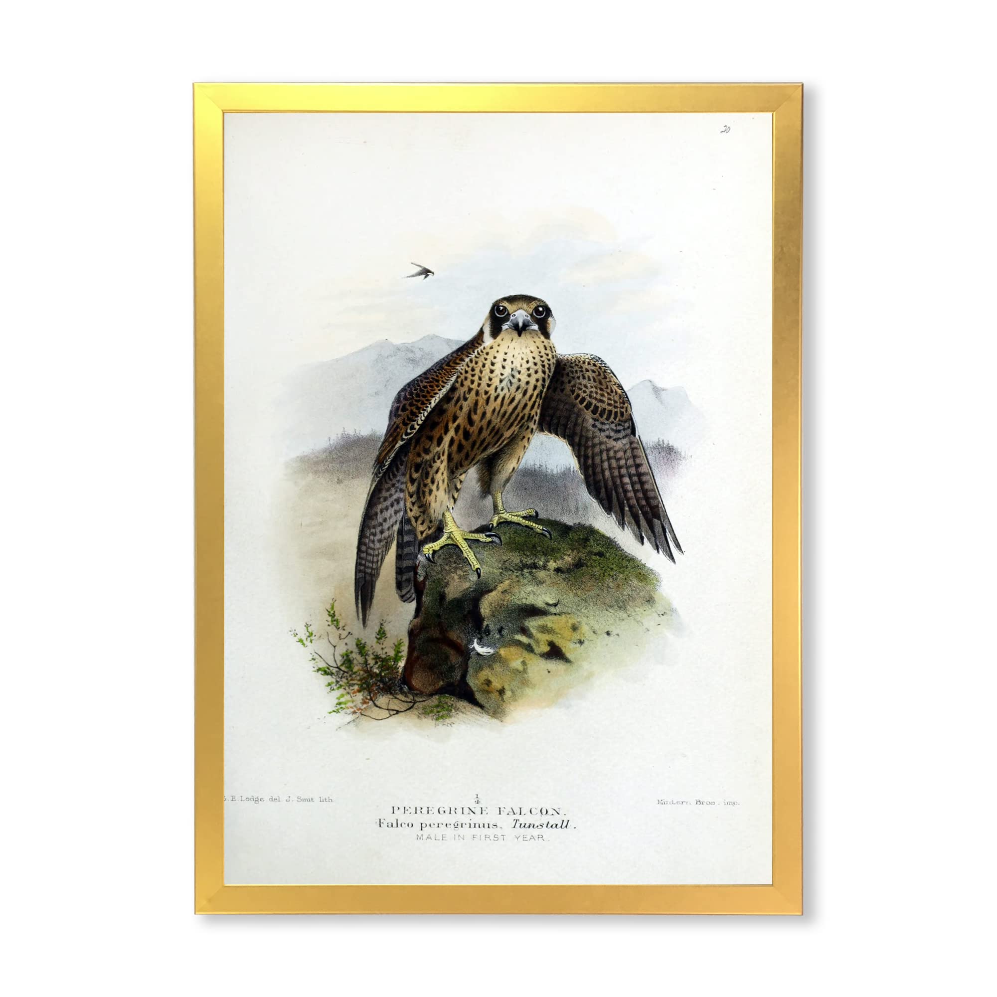 Vintage Bird Life VIII Traditional Framed Wall Art - Handmade Home Decor for Living Room, Bedroom & Office - Perfect Gift for Nature Lovers