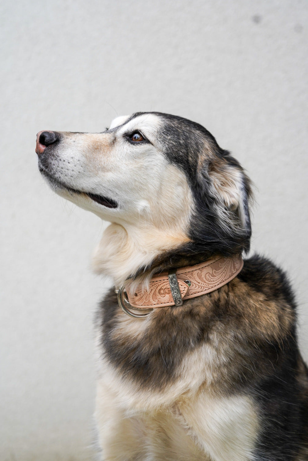 Limited Edition Western Paisley Embossed Dog Collar - Stylish & Durable Pet Accessory for Walking, Training & Outdoor Adventures