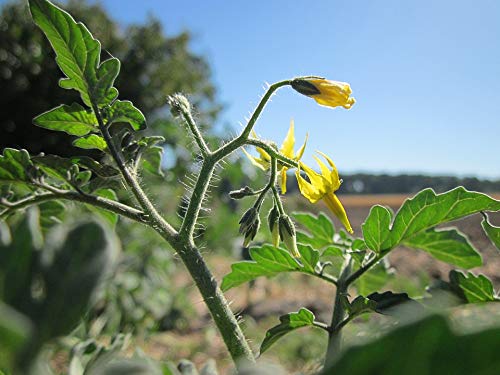 Flora Tomato Plant (Solanum Lycopersicum) Vegetable - 20x30 Inch Laminated Educational Poster with Vibrant Colors - Perfect for Kitchen Decor, Gardening Gifts & Classroom Botany Lessons