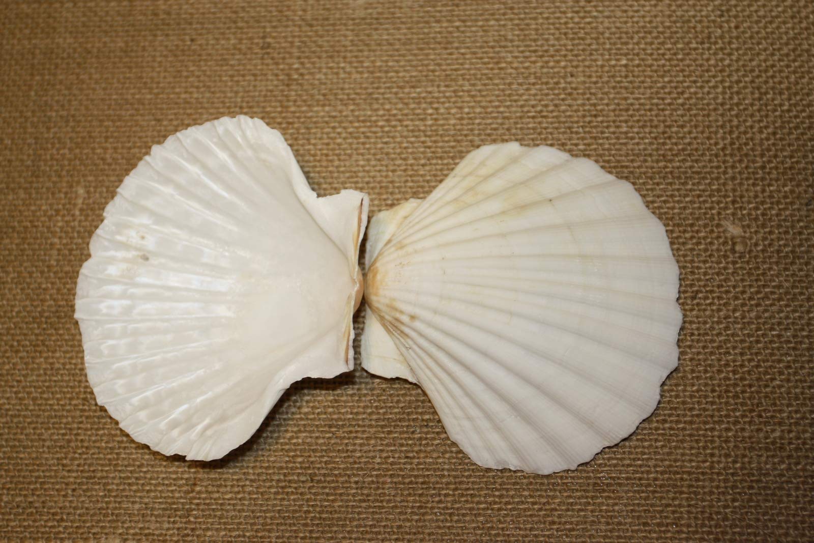 30-Piece Irish Seashell Cups Set for Beach Wedding Decor – 3.75