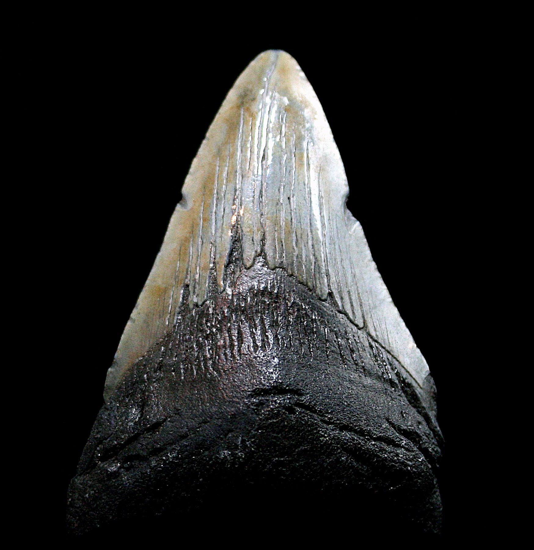 Authentic Megalodon Shark Tooth Fossil - Collector's Specimen #28 for Home Decor, Science Education & Gift Ideas