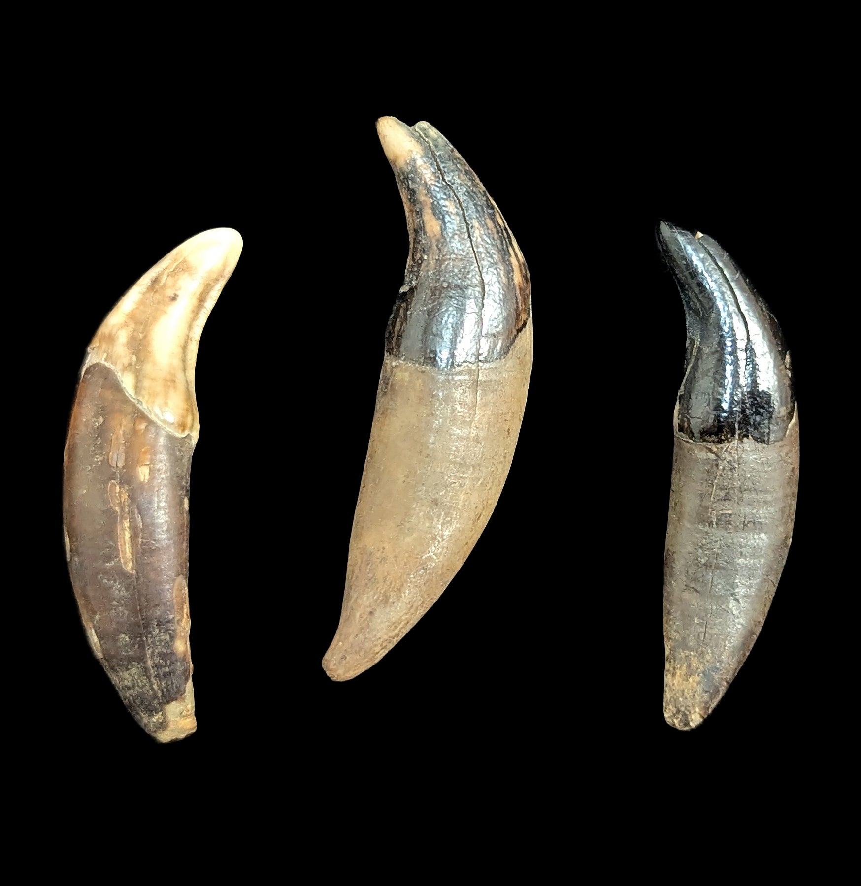 Authentic Siberian Canine Fossil Tooth - Rare Prehistoric Dog Tooth Specimen for Collectors, Paleontology Enthusiasts & Home Decor | Perfect for Display Cases, Educational Projects & Unique Gifts