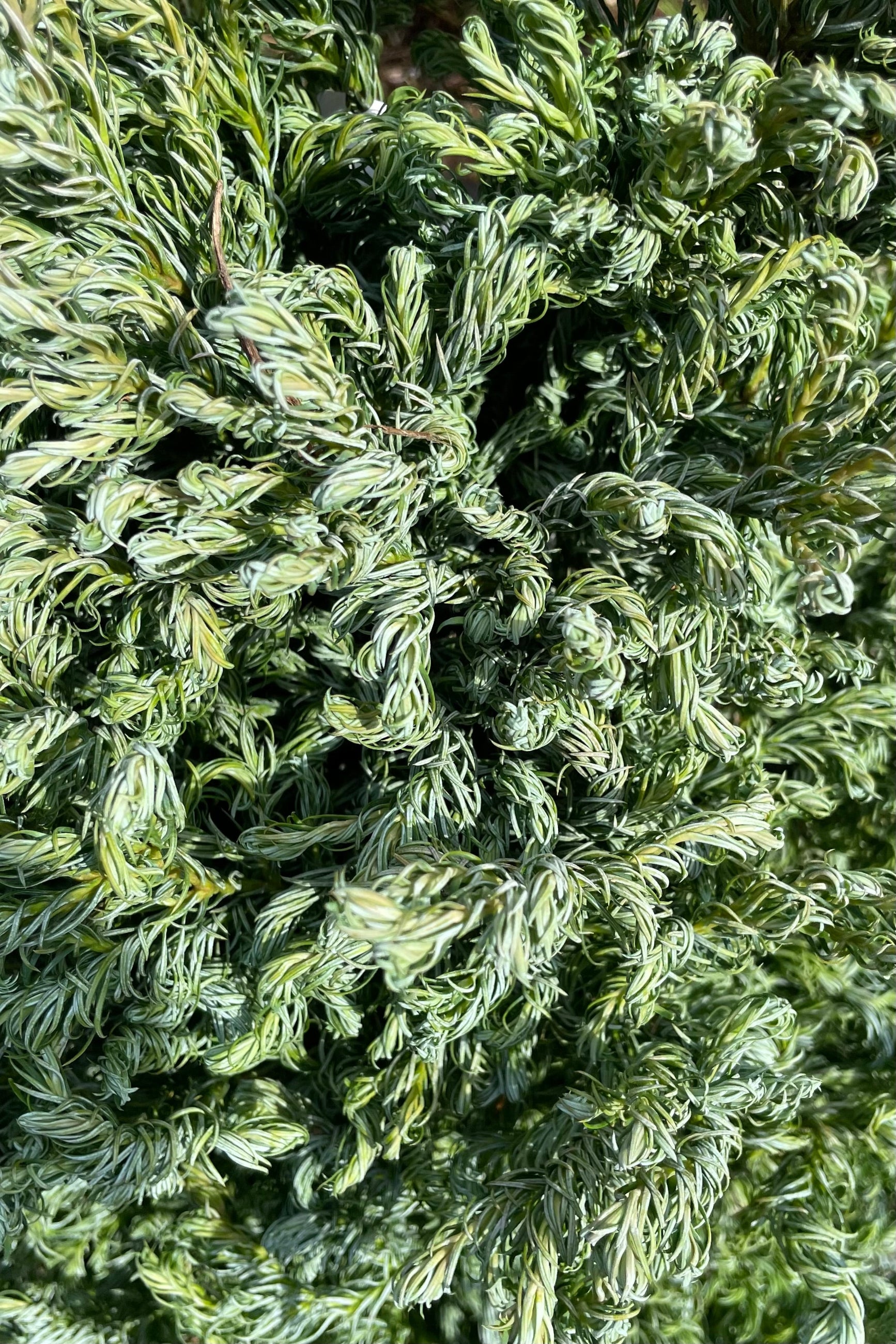 Chamaecyparis pisifera 'Curly Tops' - Dwarf Evergreen Conifer Tree for Landscaping & Garden Decor | Perfect for Small Yards, Rock Gardens & Container Planting