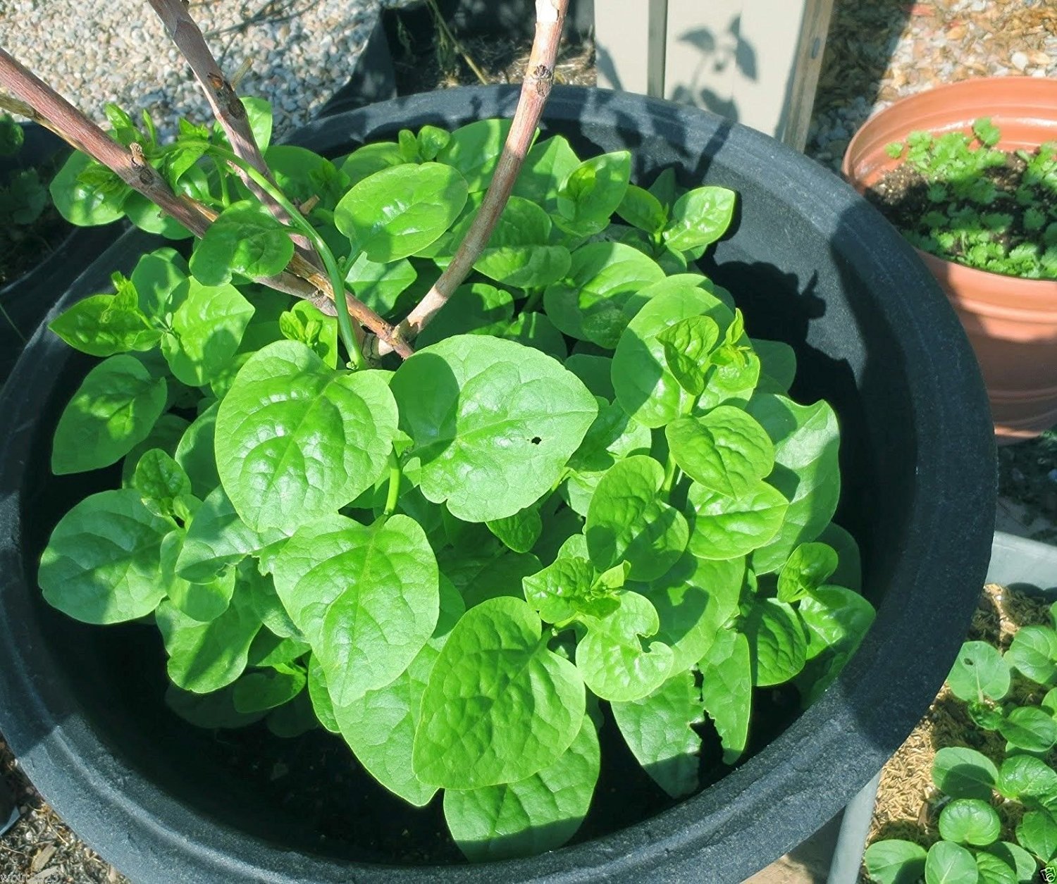 Organic Green Malabar Spinach Seeds - 100 Count | Fast-Growing Tropical Vine | Guyana Thick Leaf Callaloo | Non-GMO Heirloom Variety | Perfect for Home Gardens, Salads & Stir-Fries