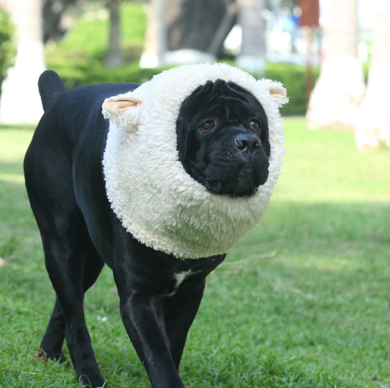 Funny Sheep Dog Costume - Cute Furry Pet Wig for Halloween & Christmas - Size L for Playful Dress-Up
