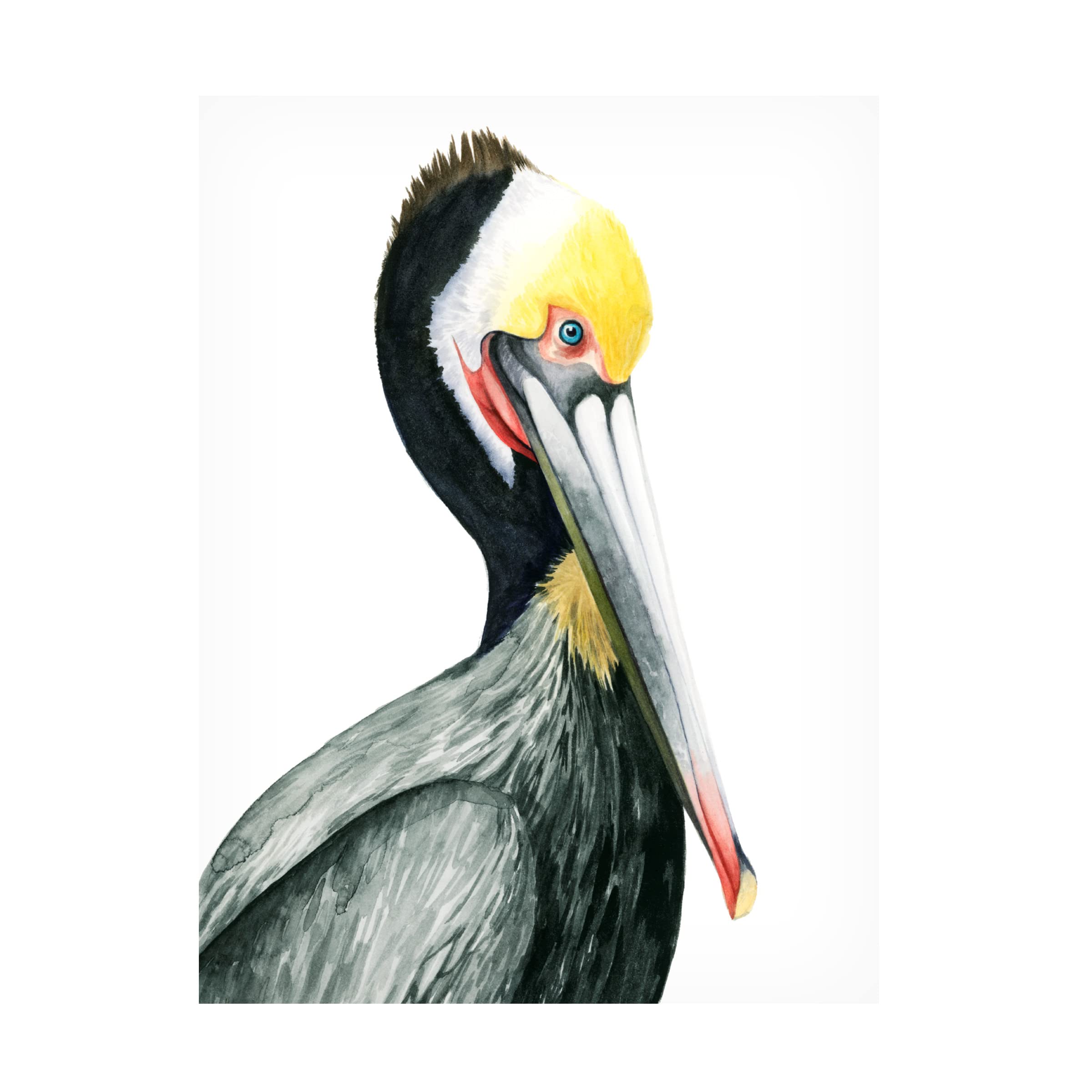 Grace Popp Watercolor Pelican I Canvas Art Print - 35x47 Inch Coastal Wall Decor for Beach House, Living Room & Office - Trademark Fine Art Collection
