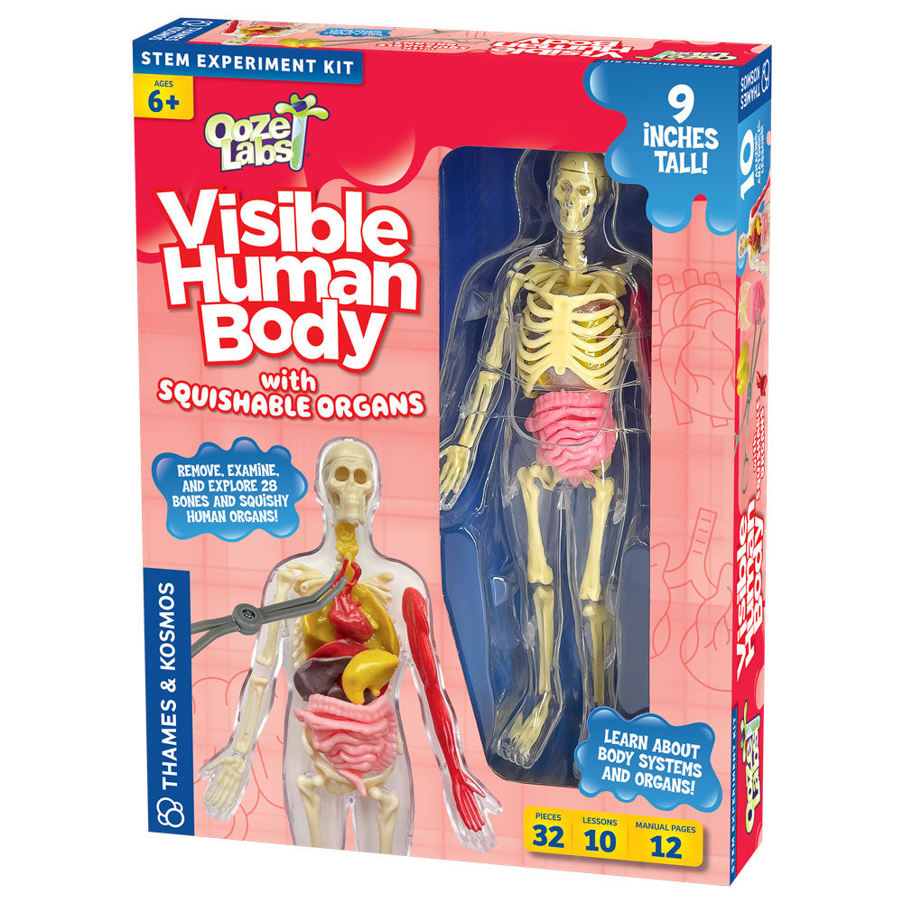 Ooze Labs Visible Human Body Model with Removable Squishable Organs - STEM Educational Toy for Kids, Science Classroom & Medical Learning