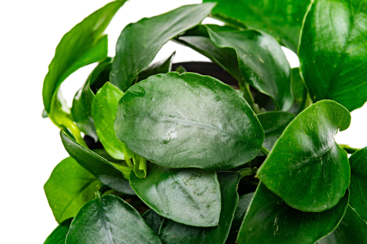 Anubias Nana Spear Leaf Aquatic Plant - Live Freshwater Aquarium Plant for Fish Tanks, Low Light & Beginner Friendly - Perfect for Aquascaping, Nano Tanks & Shrimp Habitats