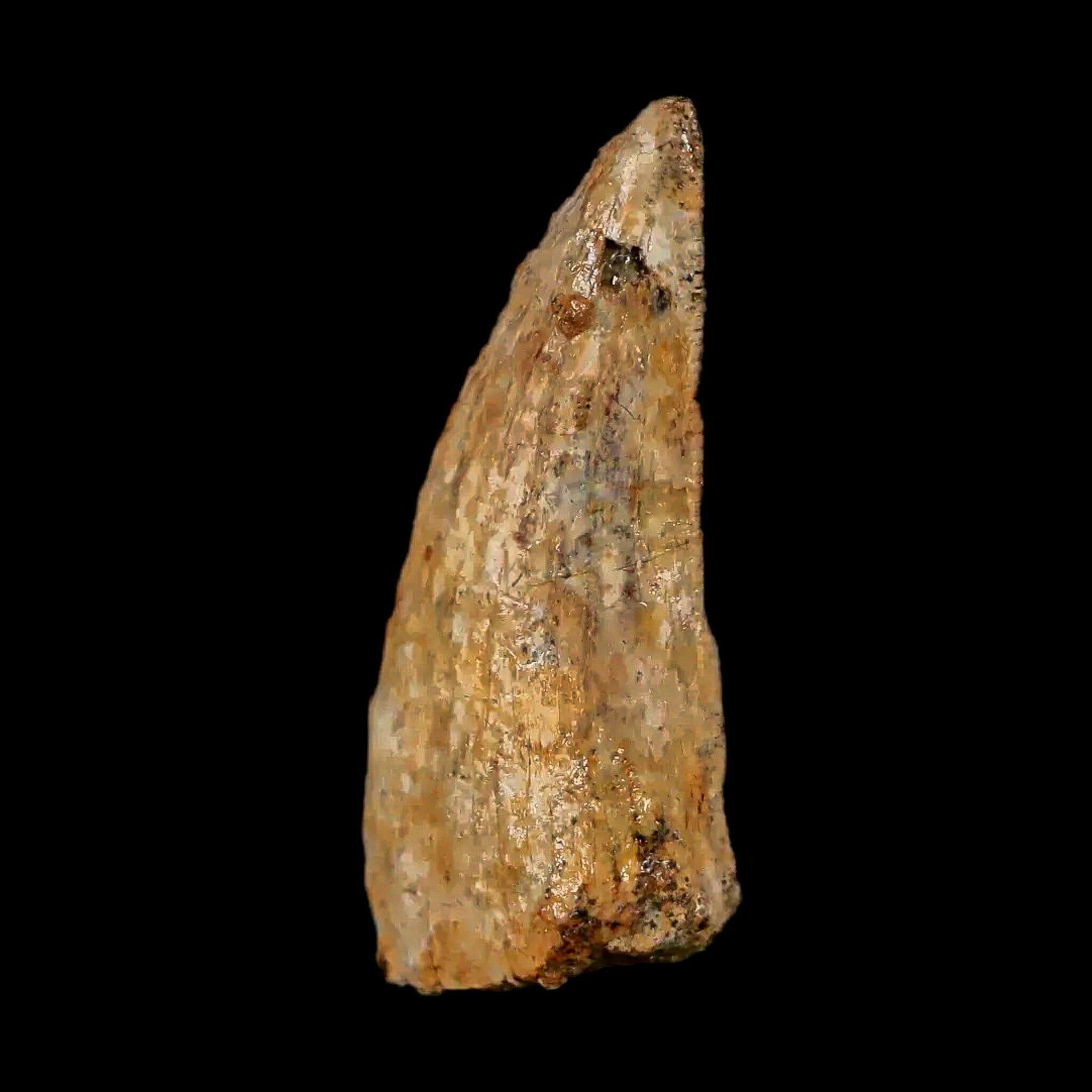Authentic Nanotyrannus Tyrannosaurus Fossil Tooth - Rare Dinosaur Fossil from Lance Creek, Wyoming with COA - Perfect for Paleontology Collections & Educational Displays