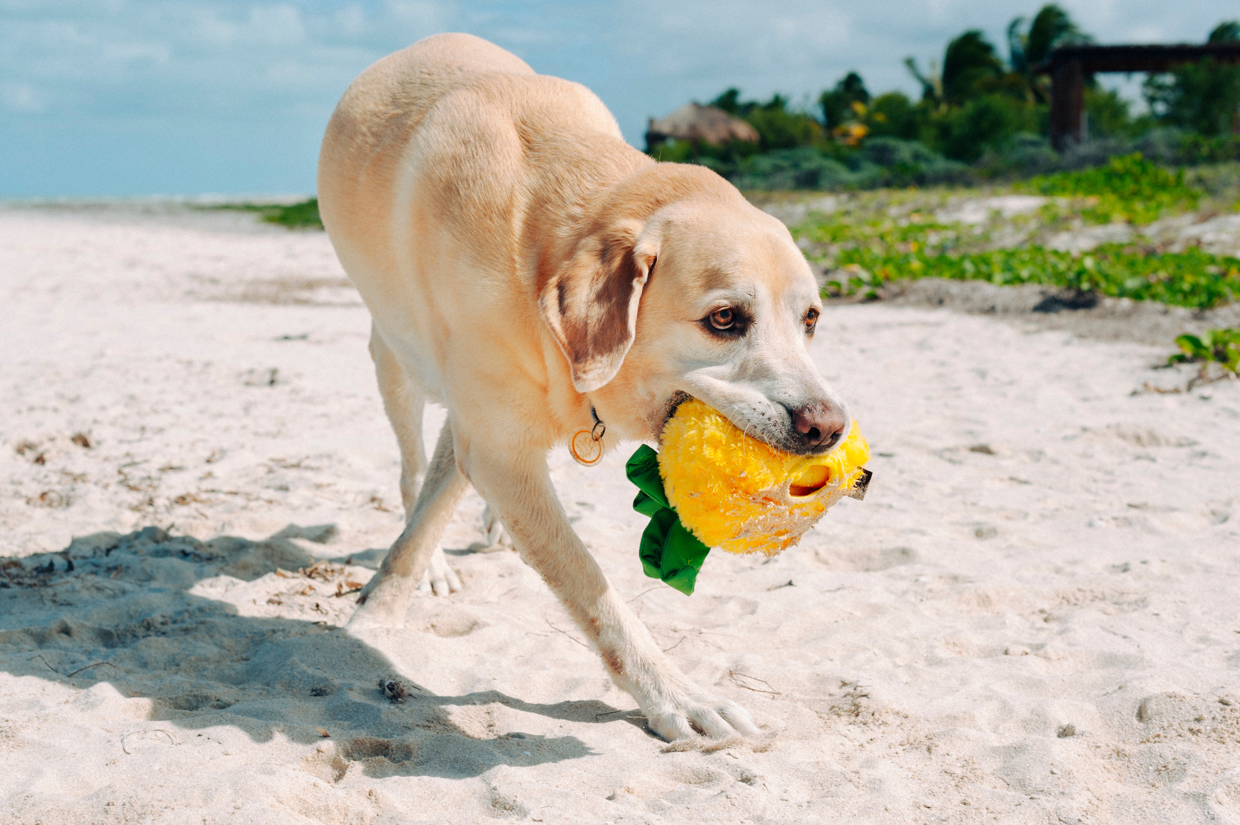 Tropical Paradise™ Dog Plush Toy - La Piña Chew Toy for Dogs | Soft & Durable Pet P.L.A.Y. Puppy Toy | Perfect for Playtime, Training & Cuddling