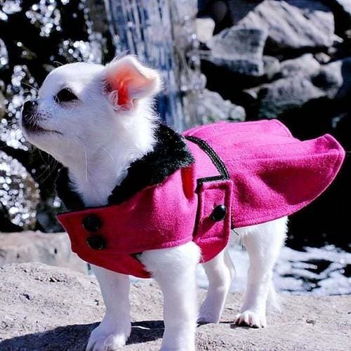 Stylish Dog Dresses & Coats for Small Medium Large Breeds - Fashionable Pet Apparel for Winter, Parties & Outdoor Adventures