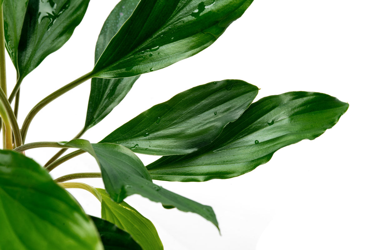 Homalomena Broad Cuneate (Red Stem) - Tropical House Plant for Home & Office Decor - Perfect for Indoor Gardening, Living Rooms, and Workspaces