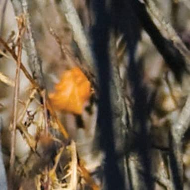 Camoflage