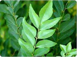 Organic Karolane Henna Sapling Plant (Lawsonia Inermis) - Natural Mehendi & Heena for Hair Dye, Body Art & Tattoos - Perfect for DIY Beauty, Weddings & Festive Celebrations
